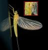 Baetis sp.